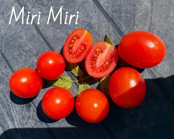 Tomaten: Miri Miri