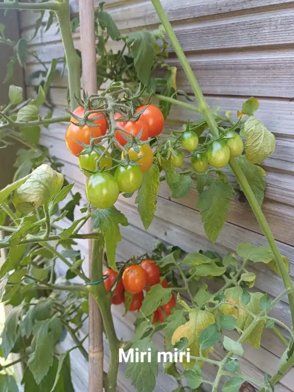 Tomaten: Miri Miri