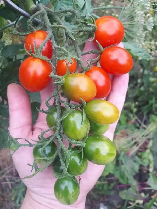 Tomaten: Miri Miri