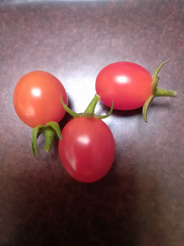 Tomaten: Miri Miri klein rot oval