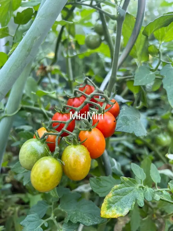 Tomaten: MiriMiri