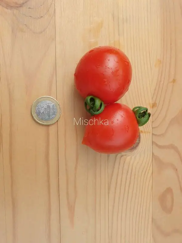 Tomaten: Mischka