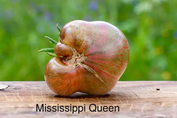 Tomaten: Missisippi Queen