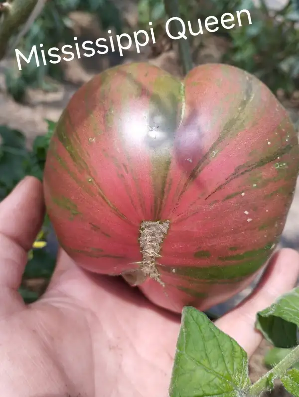 Tomaten: Mississippi Queen