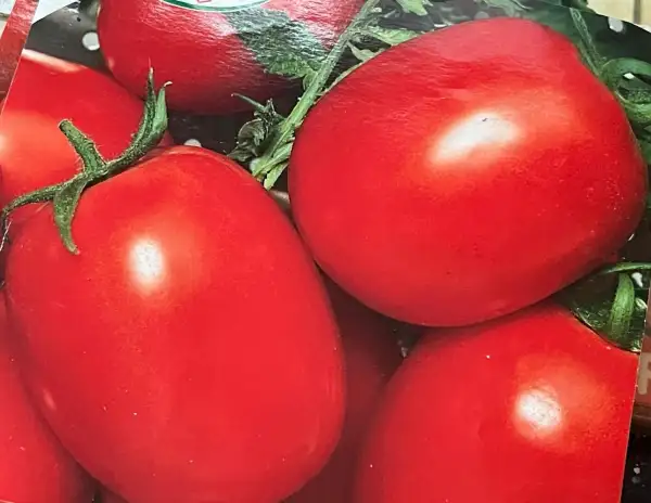 Tomaten: Missouri - Buchtomate