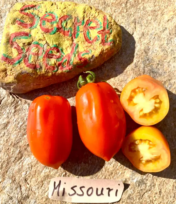Tomaten: Missouri