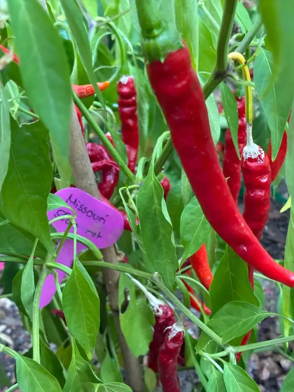 Chili: Missouri