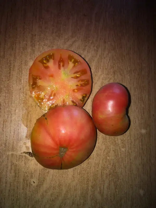 Tomaten: Missouri Rose