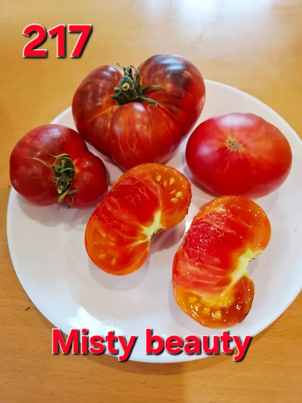 Tomaten: Misty beauty