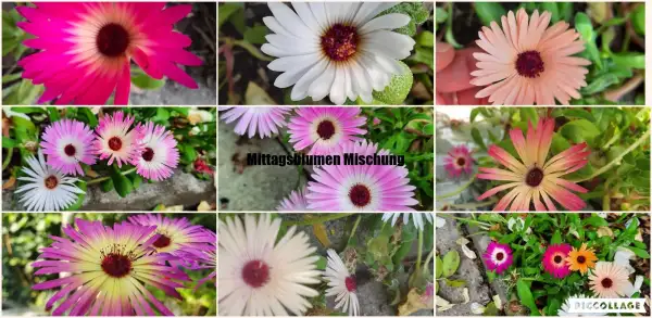 Blumen: Mittagsblume Mischung