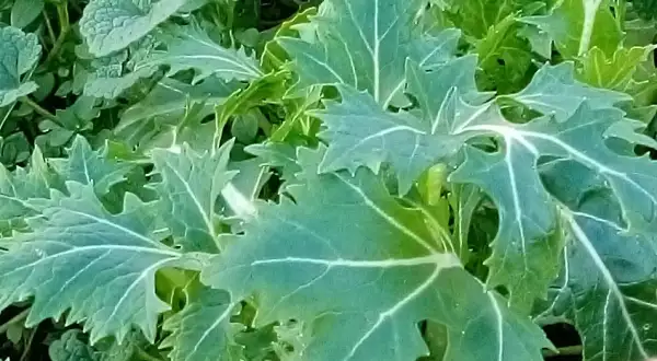 Salate: Mizuna Waido (Brassica rapa ssp. nipposinica) besonders ergiebige und kräftige Sorte des japanischen Blattsenfs