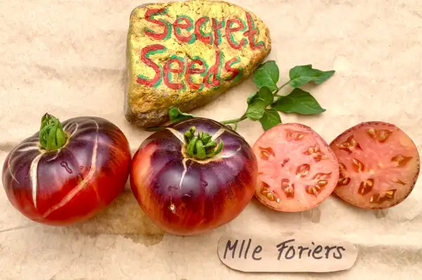 Tomaten: Mlle Foriers