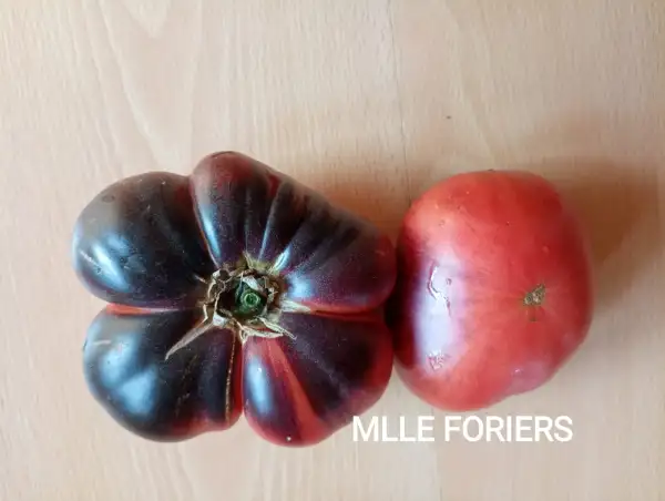 Tomaten: Mlle Foriers