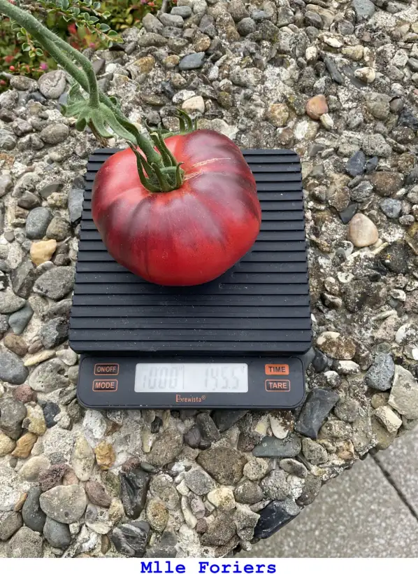 Tomaten: Mlle Foriers