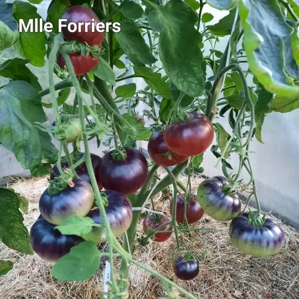 Tomaten: Mlle Forriers