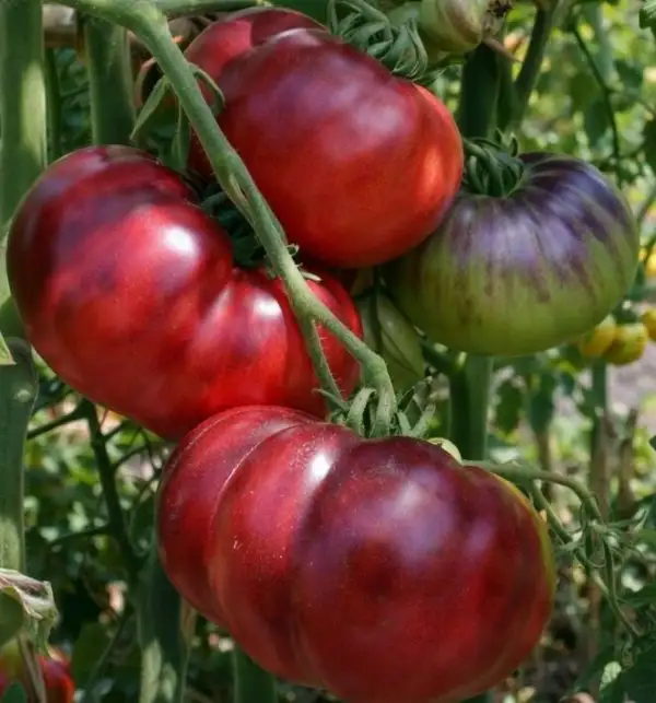 Tomaten: Mlle Fouriers