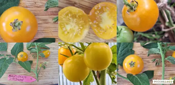 Tomaten: Mobys Cherry Dwarf - DTP