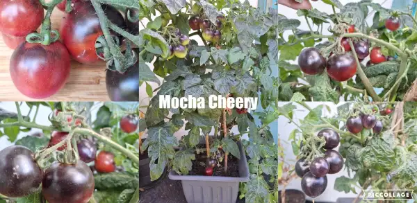 Tomaten: Mocha Cheery - Zwergtomate