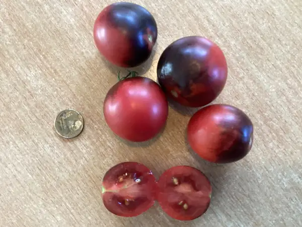 Tomaten: Mocha Cherry