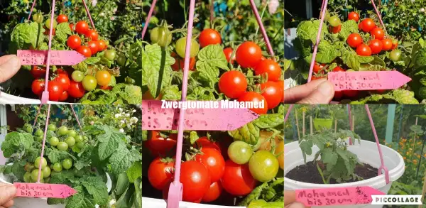 Tomaten: Mohamed - Microdwarf/Zwergtomate