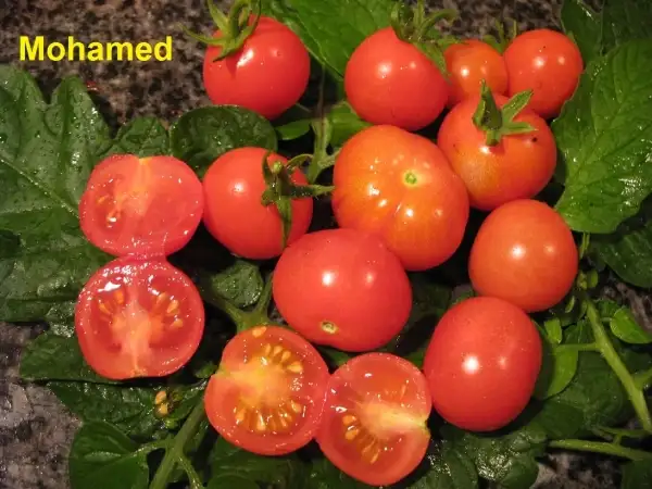 Tomaten: Mohamed