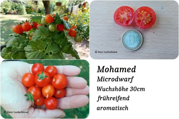 Tomaten: Mohamed Microdwarf