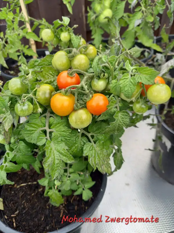 Tomaten: Mohamed Zwergtomate