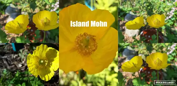 Blumen: Mohn - Gelb