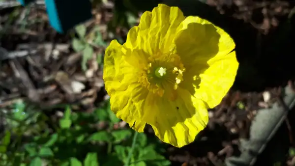 Blumen: Mohn - Gelb