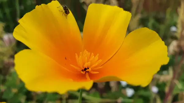 Blumen: Mohn - Orange