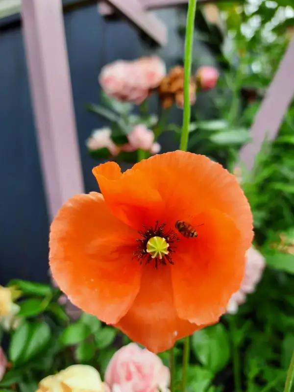 Blumen: Mohn - Rot