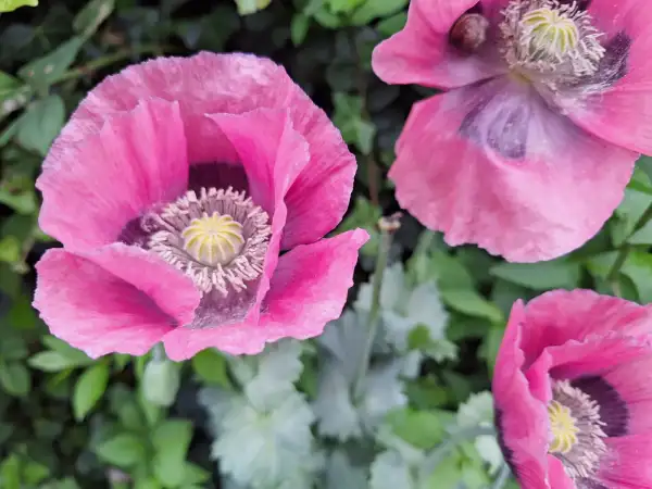 Blumen: Mohn - Sorte: Blush, Violett gefüllt