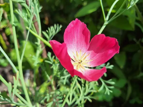 Blumen: Mohn - Sorte: California, Rosa