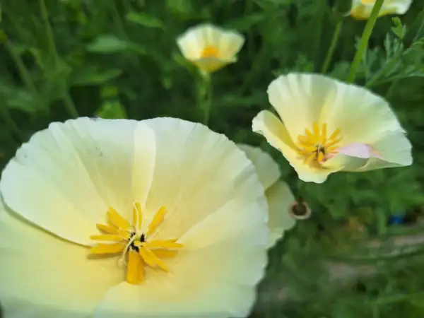 Blumen: Mohn - Sorte: California White, Weiss