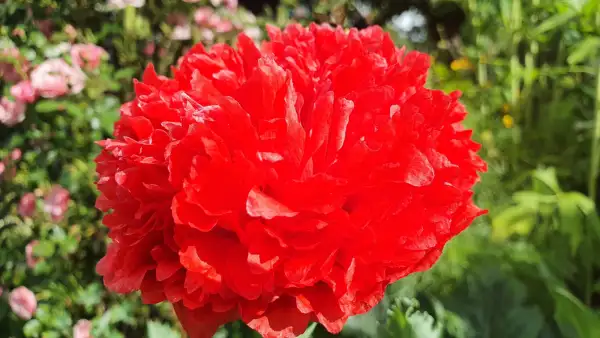 Blumen: Mohn - Sorte: Red Peony,gefüllt Rot