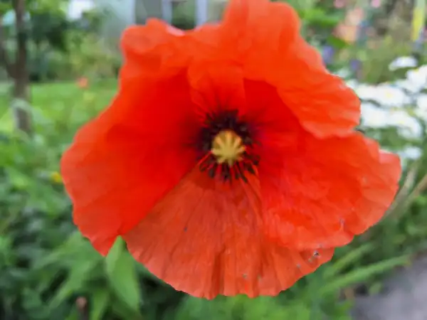 Blumen: Mohn - Sorte: Scarlet, Rot