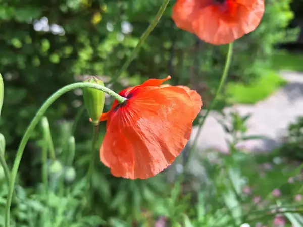 Blumen: Mohn - Sorte: Shirley,Rot
