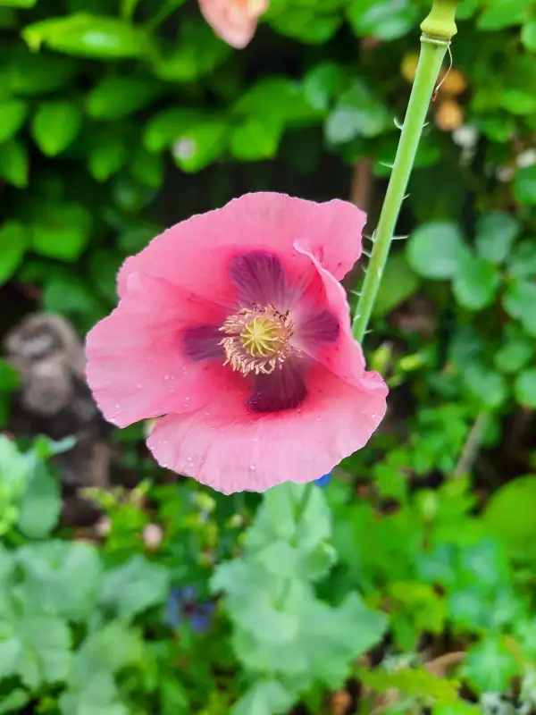 Blumen: Mohn - Violett