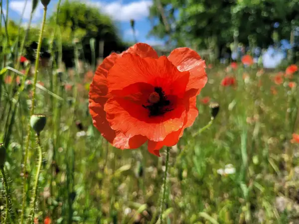 Blumen: Mohn