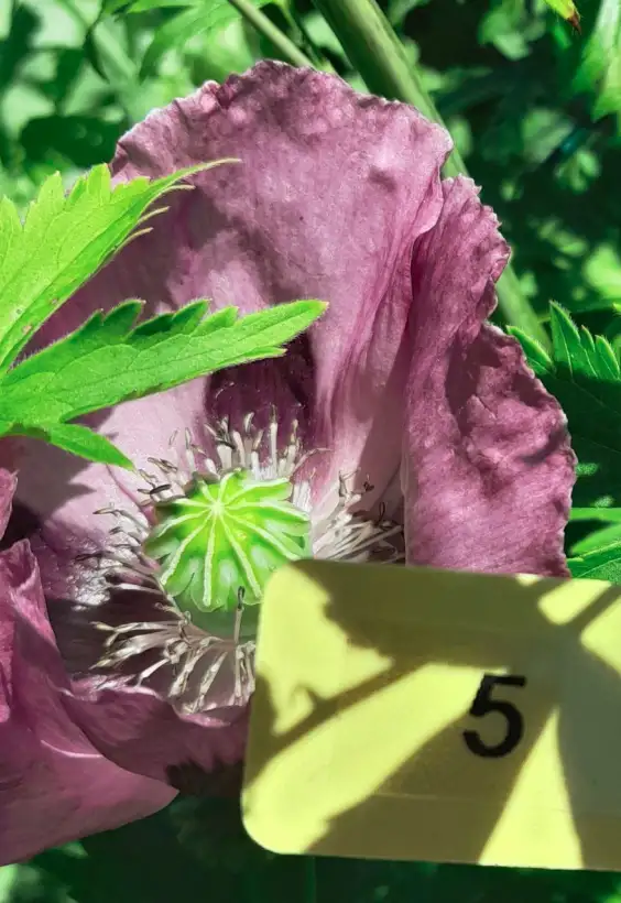 Blumen: Mohn, Amazing Grey