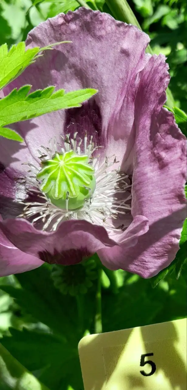 Blumen: Mohn, Amazing Grey