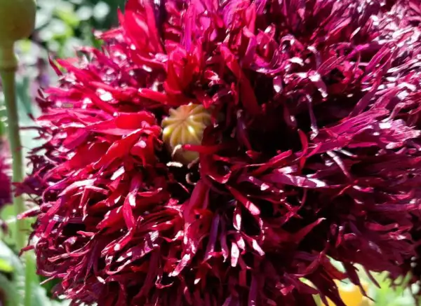 Blumen: Mohn, Black Päony