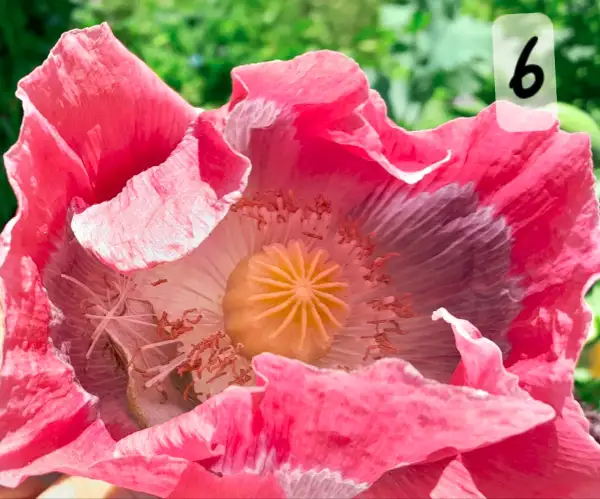 Blumen: Mohn, Bowling Ball