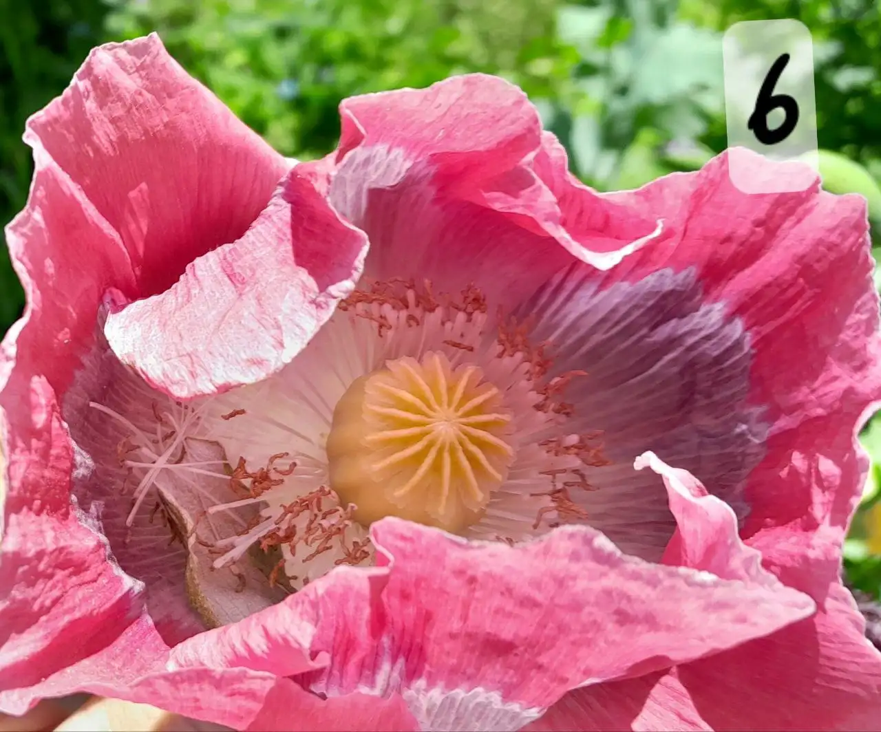 Blumen: Mohn, Bowling Ball