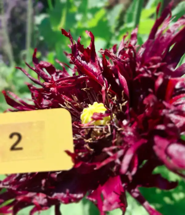 Blumen: Mohn, Claret Swan