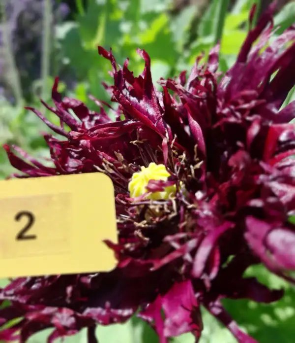 Blumen: Mohn, Claret Swan