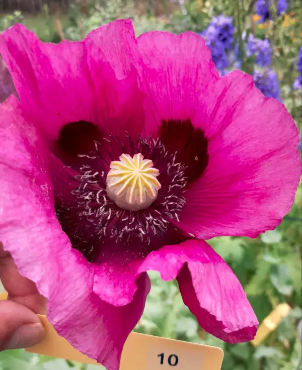Blumen: Mohn, Dark Violet