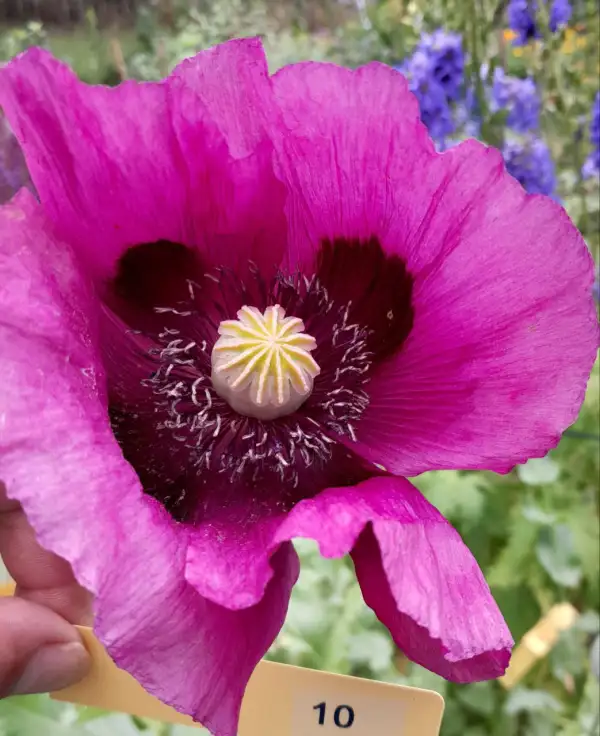 Blumen: Mohn, Dark Violet