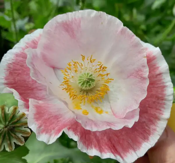Blumen: Mohn, Falling In Love