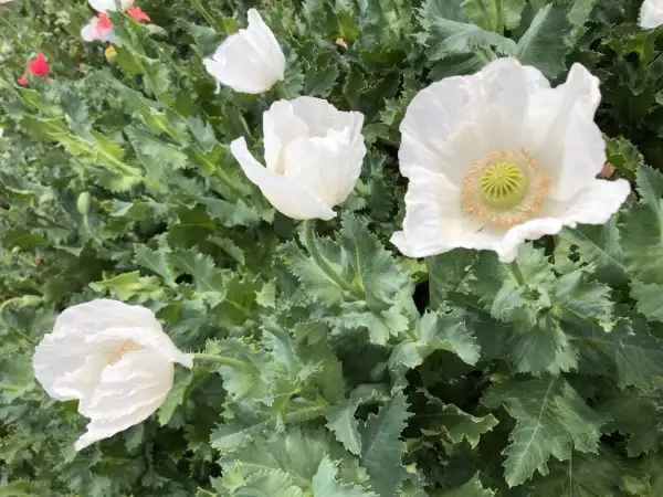 Blumen: Mohn Peshawar